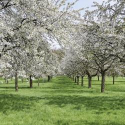 Limburg Accommodation Singapore