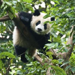 Chengdu Accommodation Singapore