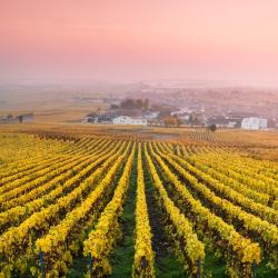 Champagne Accommodation Singapore