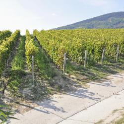 Tokaj Wine Region Accommodation Singapore