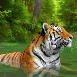 Sumatra Accommodation Singapore
