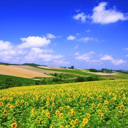 Hokkaido Accommodation Singapore