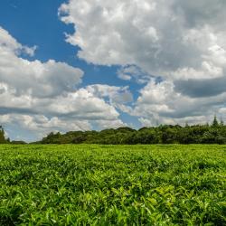 Kisumu Accommodation Singapore