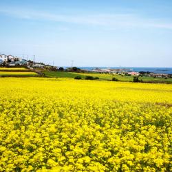 Jeju Island Accommodation Singapore