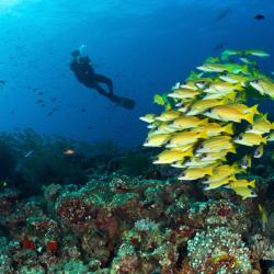 Dhaalu Atoll Accommodation Singapore