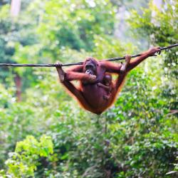 Borneo Accommodation Singapore