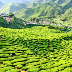 Cameron Highlands Accommodation Singapore