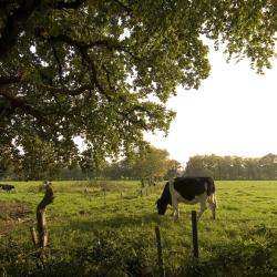 Groningen Province Accommodation Singapore