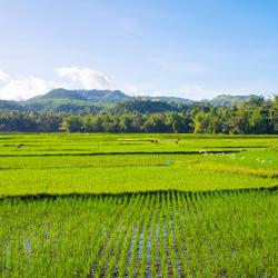 Visayas Accommodation Singapore