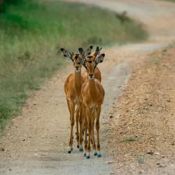 Mbarara Accommodation Singapore