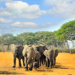 Hwange National Park Accommodation Singapore